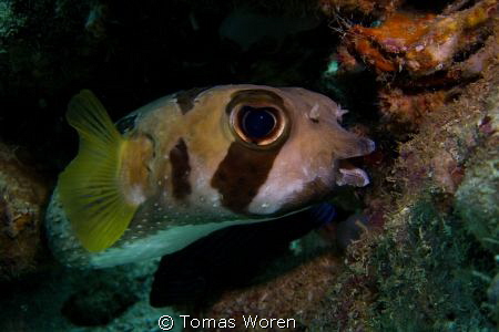 This Porcupinefish was just hanging around under a table ... by Tomas Woren 
