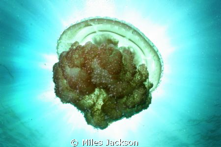 Mosaic Jellyfish by Miles Jackson 