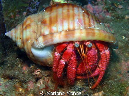 Hermit crab by Mariano Mañas 