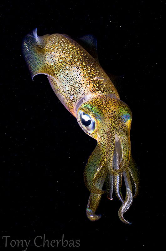 Squid Portrait by Tony Cherbas 