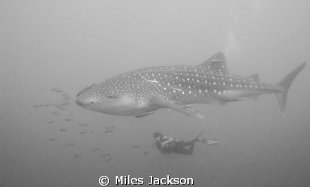 Susanne admires a majestic Whaleshark by Miles Jackson 