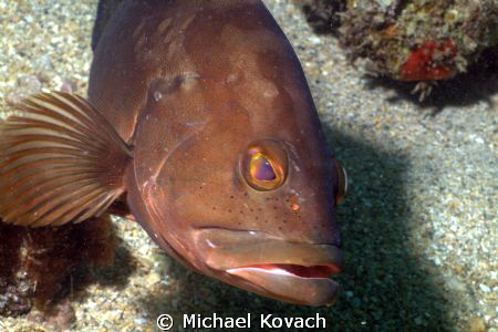 Curious Red Grouper on the Ledge of Turtles off the beach... by Michael Kovach 