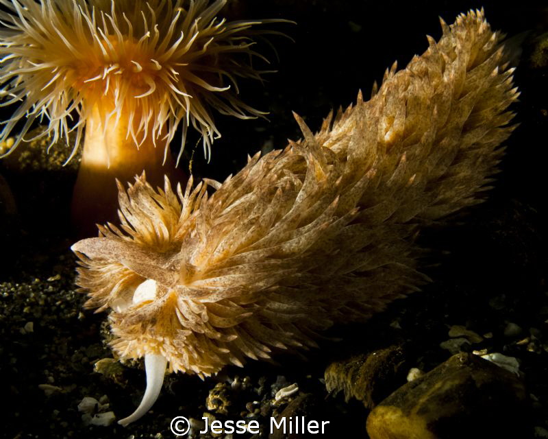 Shaggy Mouse Nudibranch by Jesse Miller 