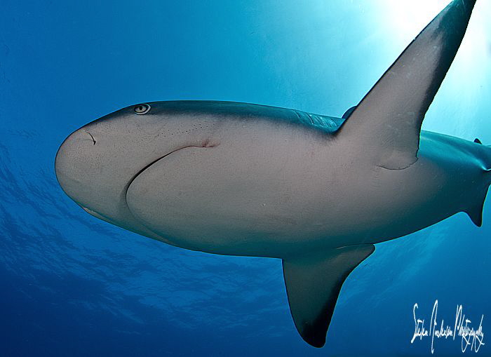 Reef Shark in my face and through the sun!!!! This image ... by Steven Anderson 