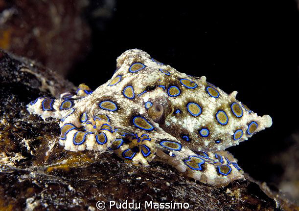 octopus blue ring,nikon d2x 60 mm macro by Puddu Massimo 