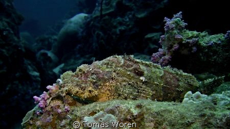 A Scorpion fish resting his chin on the reef. Shot taken ... by Tomas Woren 