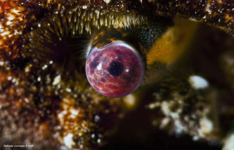 The eye, details of a crab eye. by Raffaele Livornese 