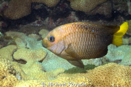 Yellowtail Damselfish on the Ledge of Turtles off the bea... by Michael Kovach 
