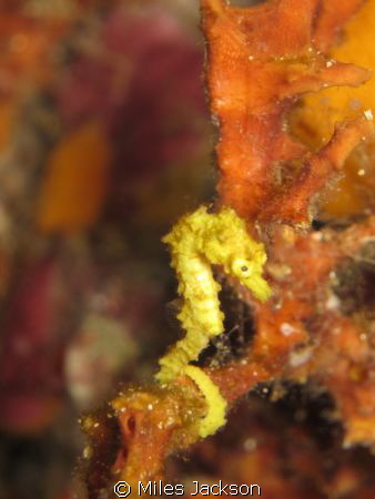 This tiny baby Tigertail Seahorse was just delightful! by Miles Jackson 