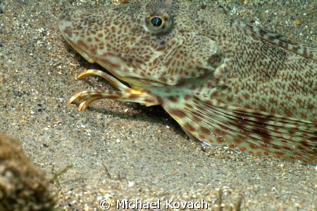 Sea Robin walking along the sand at the Ledge of Turtles ... by Michael Kovach 