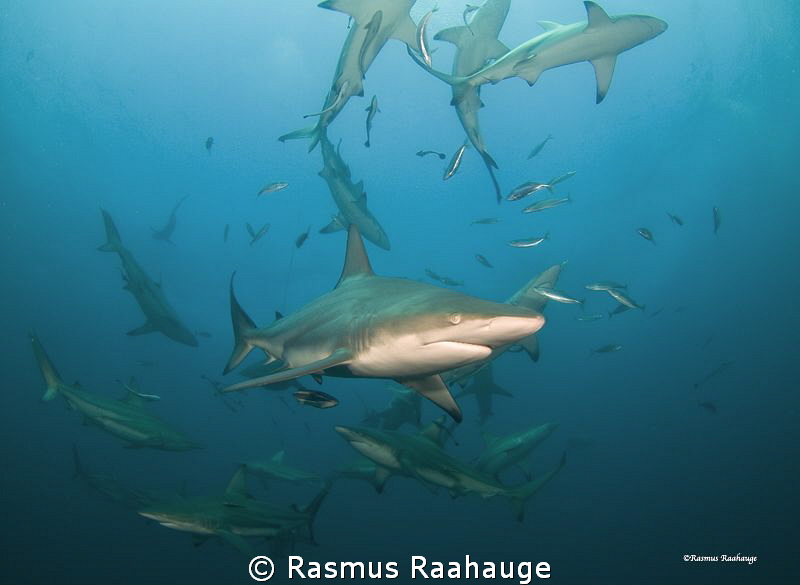 Schooling Blacktip sharks by Rasmus Raahauge 