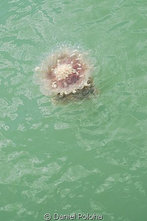 Jellyfish floating in the green sea by Daniel Poloha 