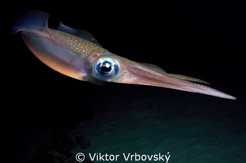 Sepioteuthis lessoniana – Bigfin Reef Squid by Viktor Vrbovský 