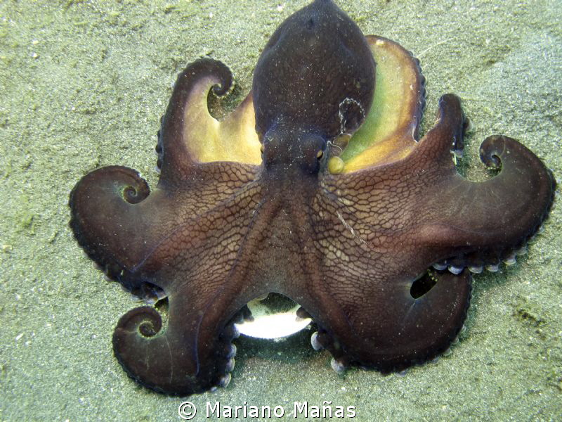 coconut octopus by Mariano Mañas 
