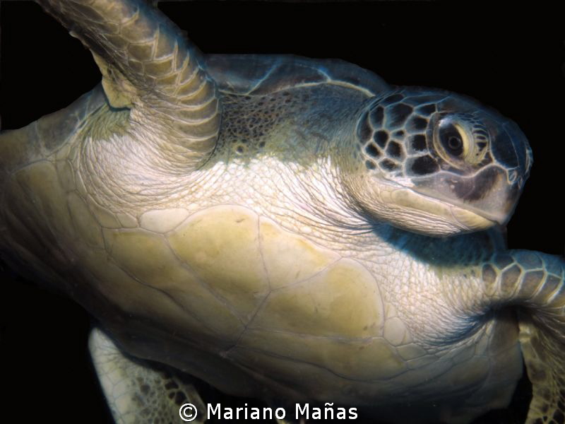green turtle  (Chelonia mydas) by Mariano Mañas 
