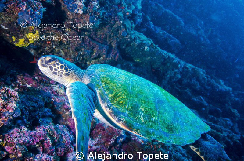 Green Turtle, Galapagos Ecuador by Alejandro Topete 