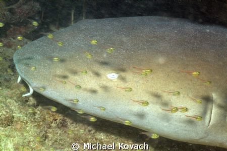 Nurse Shark surrounded by Juvenile Glassy Sweepers at the... by Michael Kovach 