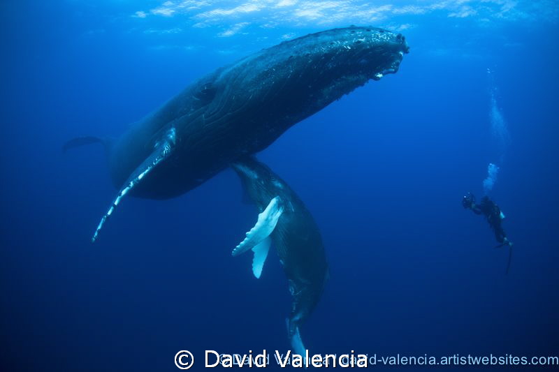 This momma and baby humpback whale allow a diver's close ... by David Valencia 