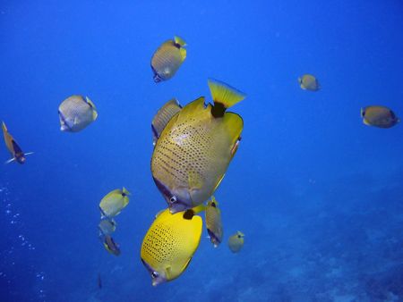 Milletseed Butterfly Fish downward diving. Maui, Hawaii. by Lisa Lappe 