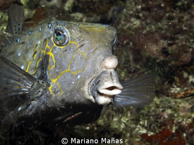 boxfish eating krill by Mariano Mañas 