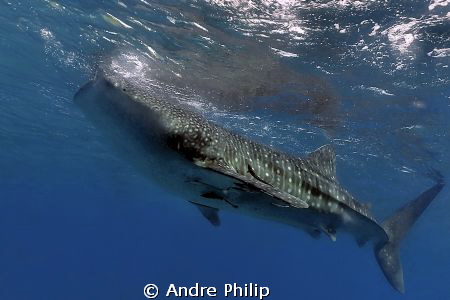 feeding whaleshark on the surface by Andre Philip 