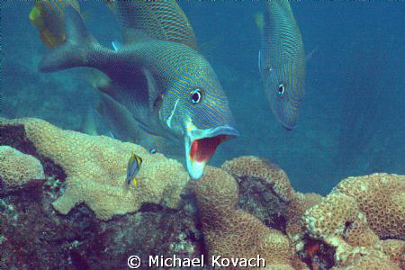 White Grunt seeking cleaning from juvenile Porkfish near ... by Michael Kovach 