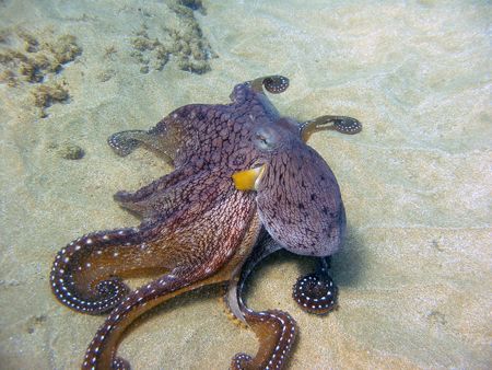 The Vanity of the Octopus. Showing off in the sand, this ... by Todd Meadows 