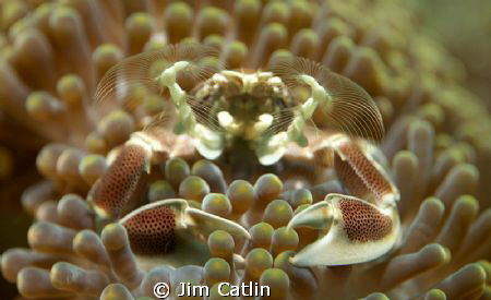 This tiny anemone porcelain crab uses its umbrella like f... by Jim Catlin 