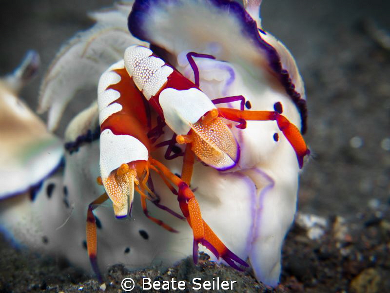 2 Imperator shrimp on a cromodoris 
 by Beate Seiler 