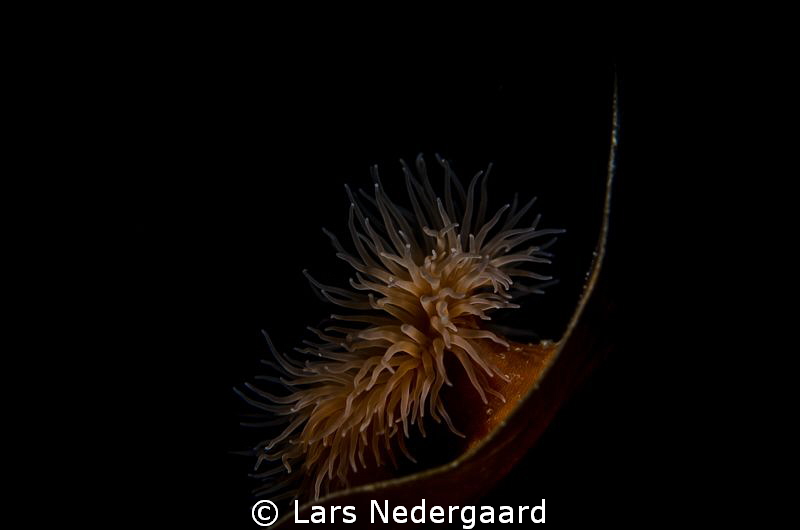 Anemone sitting on broad leaf kelp. 60mm macro lens and a... by Lars Nedergaard 
