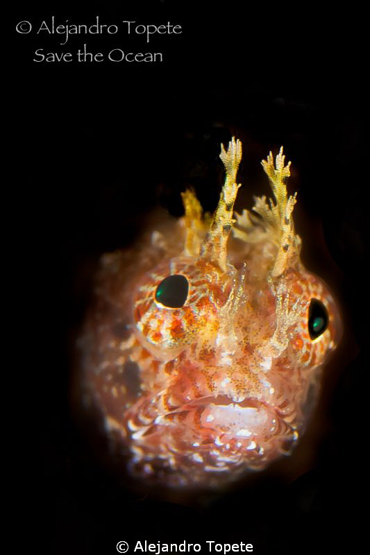 Blenny in the Dark, Acapulco Mexico by Alejandro Topete 