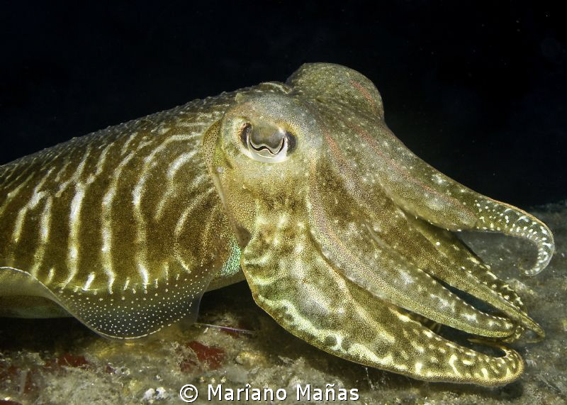 cuttlefish by Mariano Mañas 