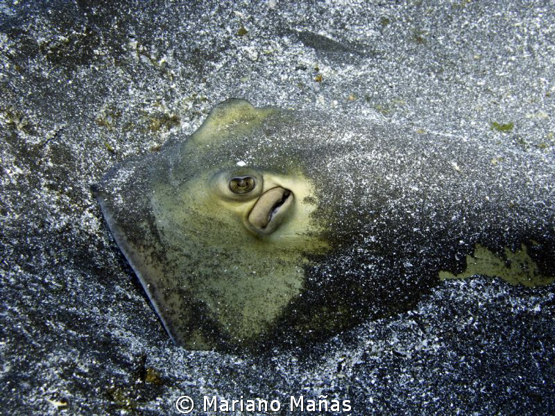 Ray fish sting by Mariano Mañas 
