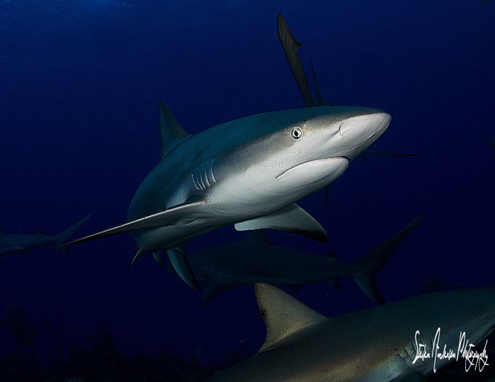 An afternoon of Reef Sharks on the beautiful reefs of the... by Steven Anderson 
