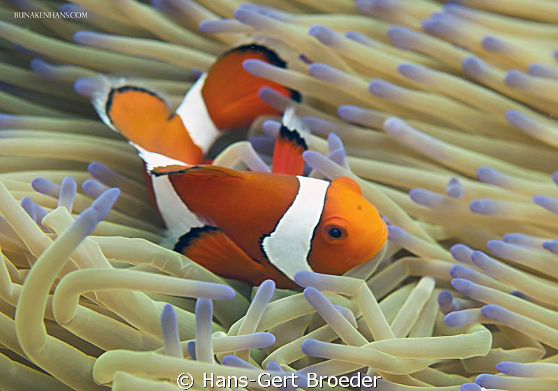 Clown anemonefish
taking a bath
Bunaken,Sulawesi,Indone... by Hans-Gert Broeder 