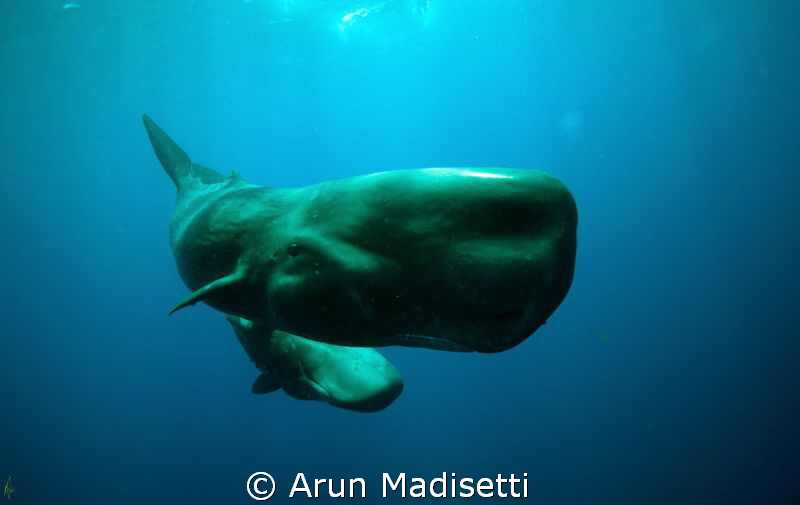 a swim past at 30 ft, taken on snorkel and under permit. by Arun Madisetti 
