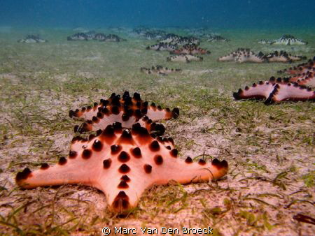 the Chocolate Chip Sea Star by Marc Van Den Broeck 