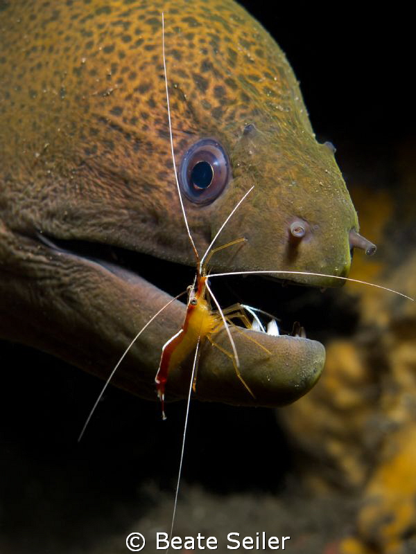 Green moray , taken at Alam Batu Housereef with Canon G12 by Beate Seiler 