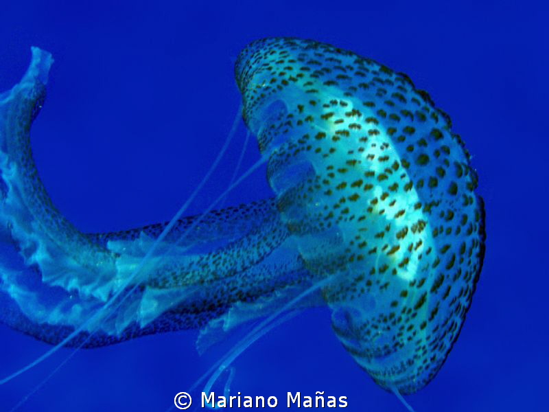 jellyfish by Mariano Mañas 