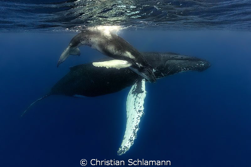 Humpback Mum and calf at the Silver Banks. by Christian Schlamann 