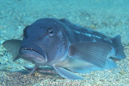Blue cod "sitting" on the sandy bottom by Daniel Poloha 