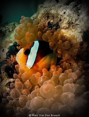 Clownfish by Marc Van Den Broeck 