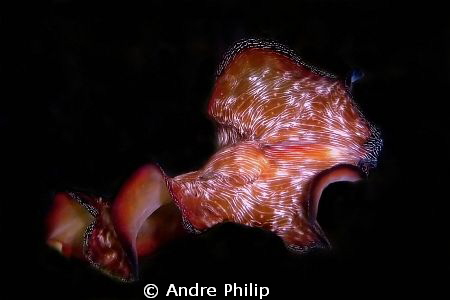 nightly flight - swimming flatworm by Andre Philip 