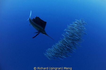Dinner Formation
A sailfish, the most speedy animal in t... by Richard (qingran) Meng 