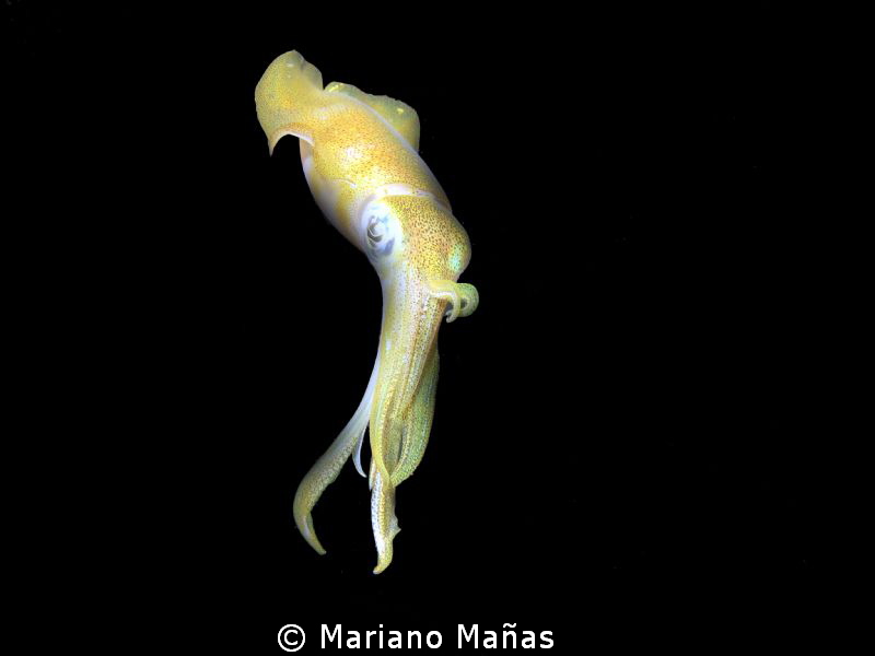 squid at night by Mariano Mañas 