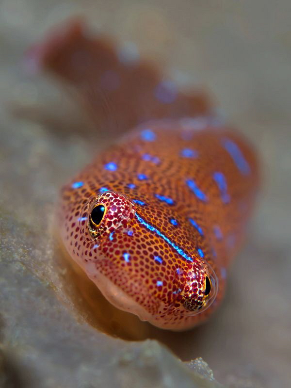 Eastern Cleaner Clingfish, Bare Island. by Doug Anderson 