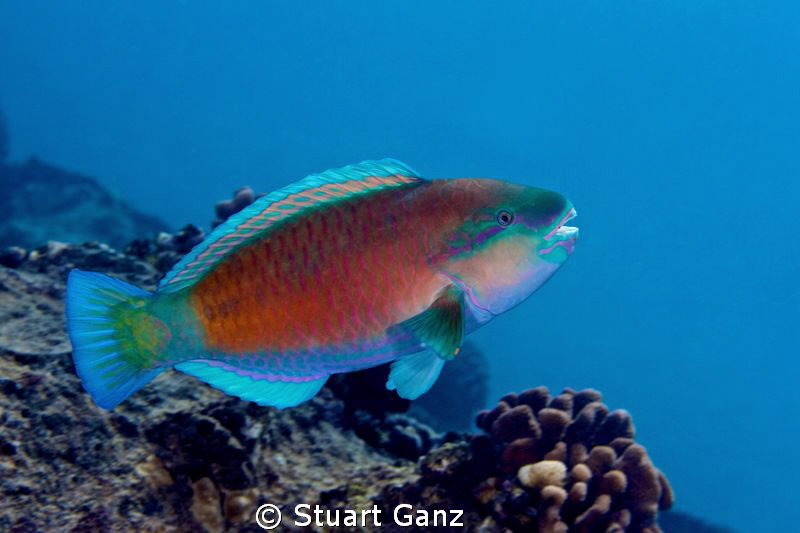 Parrot fish by Stuart Ganz 