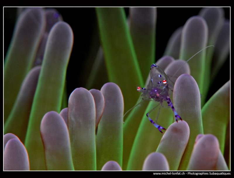 Symbiotic Shrimp....
 by Michel Lonfat 