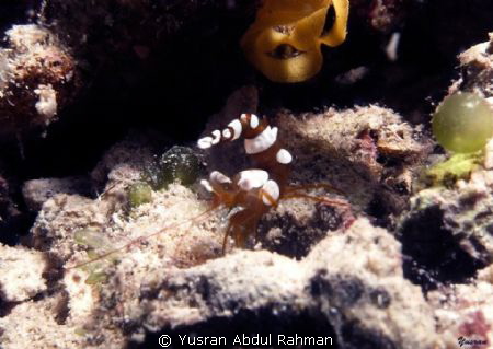 Its Squat Shrimp... by Yusran Abdul Rahman 