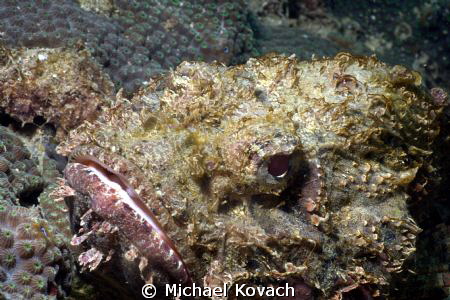 Spotted Scorpionfish at the Fish Camp Rocks off the beach... by Michael Kovach 